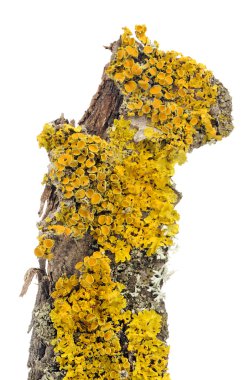 Ağaç kabuğu xanthoria parietina (altın kalkan liken) yakın çekim