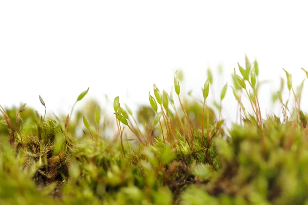 Tortula muralis Mossi makro na bílém pozadí s kopií prostor — Stock fotografie