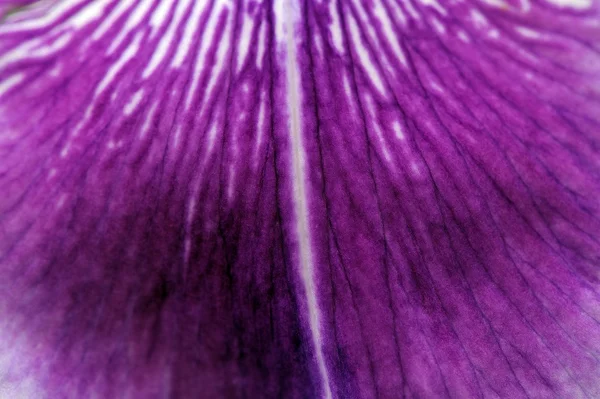 Macro de pétalo de iris púrpura — Foto de Stock