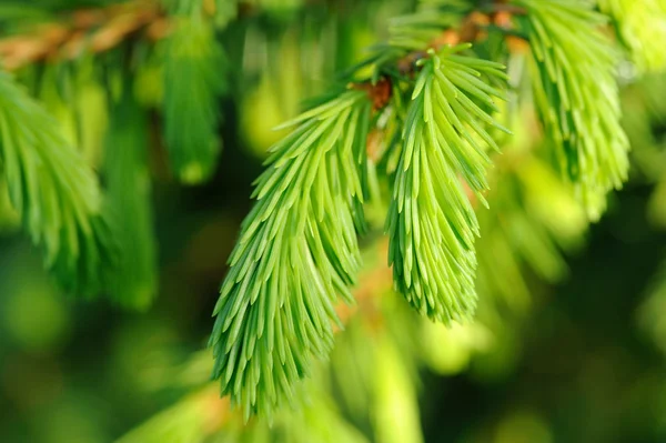 Novos ramos de abeto Close-Up — Fotografia de Stock
