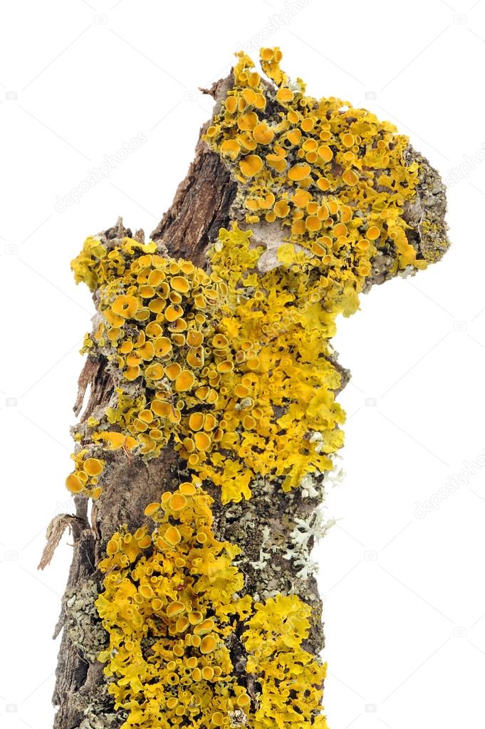 Xanthoria Parietina (Golden Shield Lichen) Close-Up on Tree Bark