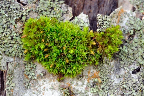 Moss na casca da árvore Close-Up — Fotografia de Stock