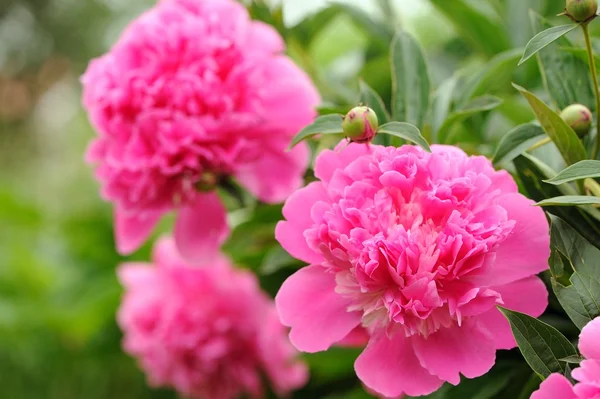 Flores de peônia rosa com botões no jardim — Fotografia de Stock