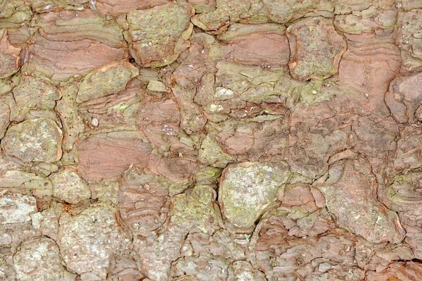 Macro de textura de casca de árvore de maçã — Fotografia de Stock