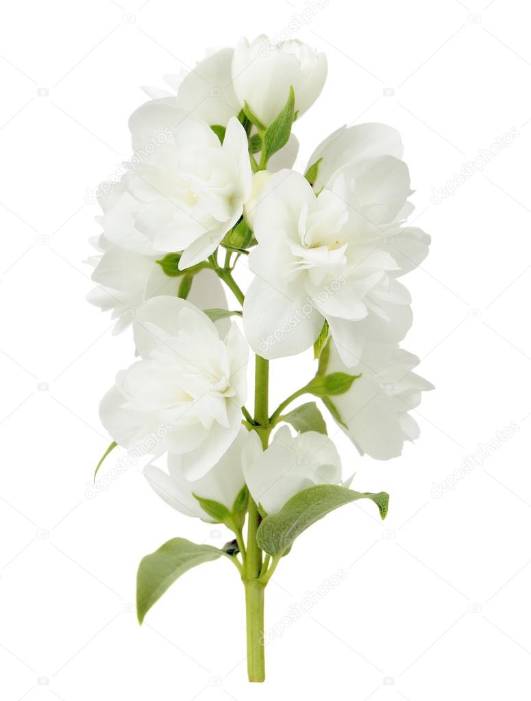 Branch of Jasmine Flowers on White Background
