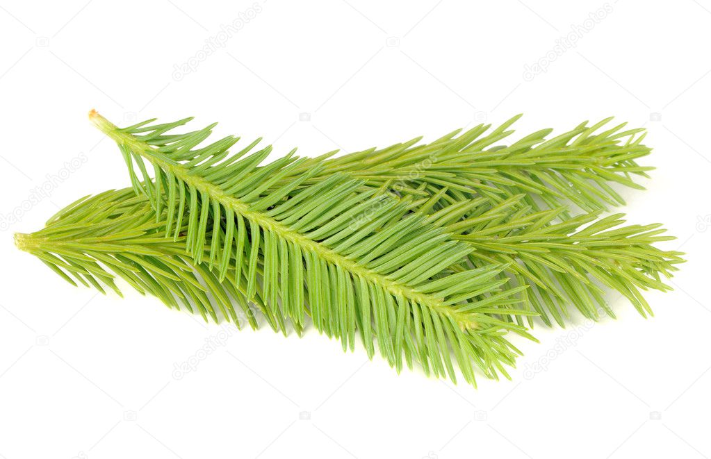 New Spruce Branches Isolated on White Background