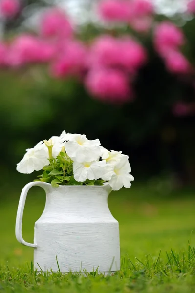 White Petunia Flowers in Pot Outdoors — Stock Photo, Image