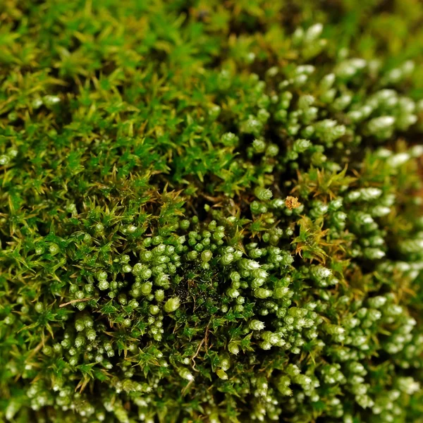 Macro de musgo verde — Foto de Stock