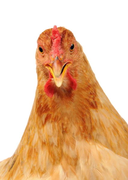 Beyaz arka plan üzerine açık gagası ile tavuk — Stok fotoğraf