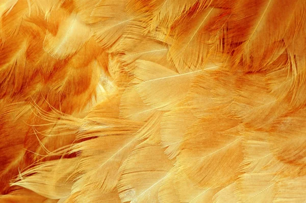 鶏の羽のマクロ — ストック写真
