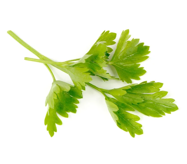 Groene peterselie geïsoleerd op witte achtergrond — Stockfoto