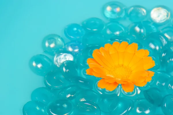 Calendula (Pot Marigold) Fleur flottant sur l'eau — Photo