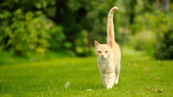 Kecses macska séta a zöld fű (16:9 képarány) — Stock Fotó
