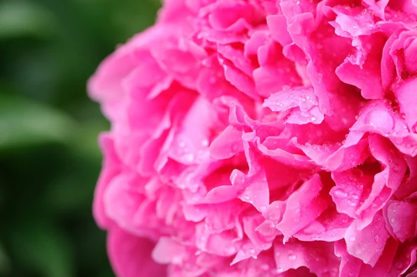 Piwonia piękny różowy kwiat bliska — Zdjęcie stockowe