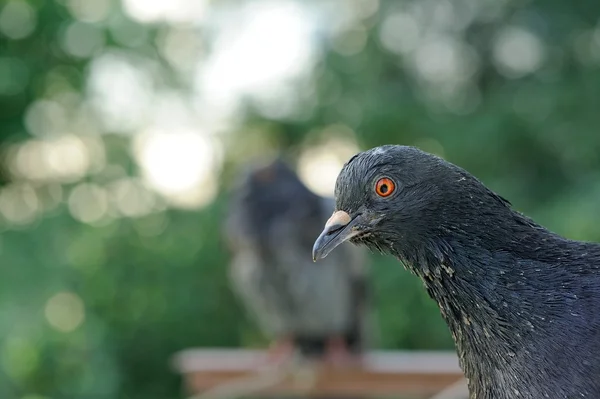 Grijze rock pigeon close-up — Stockfoto