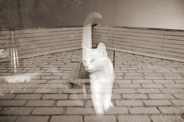 Ghost Cat — Stock Photo, Image