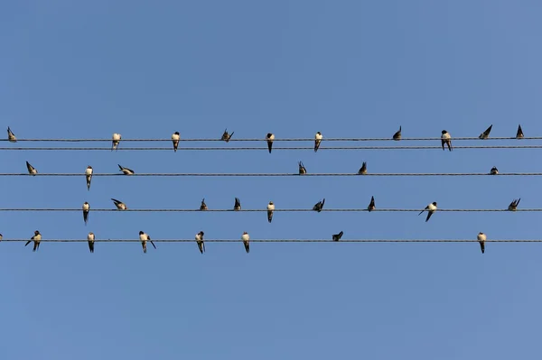 Hirondelles sur lignes électriques — Photo