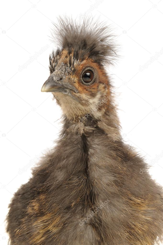 Cute Chinese Silkie Baby Chicken Close-Up on White Background