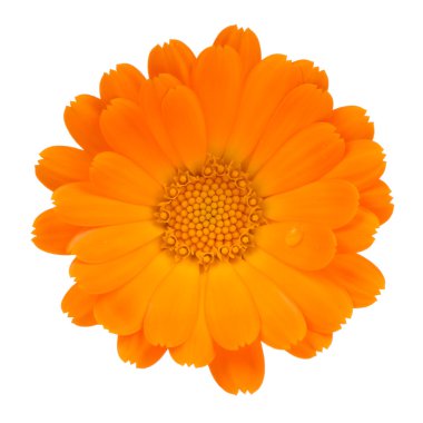 Beyaz arka plan üzerinde izole calendula (pot kadife çiçeği) çiçek