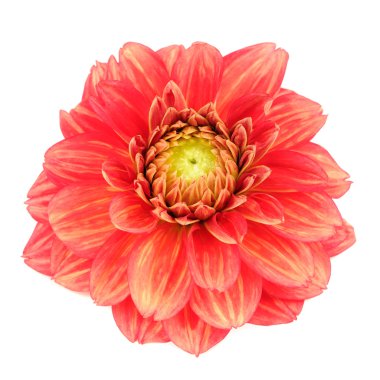 Beyaz arka plan üzerinde izole sarı çizgili kırmızı dahlia çiçeği