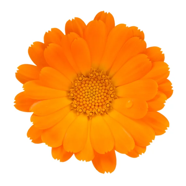 Calendula (Pot Marigold) Flower Isolated on White Background — Stock Photo, Image