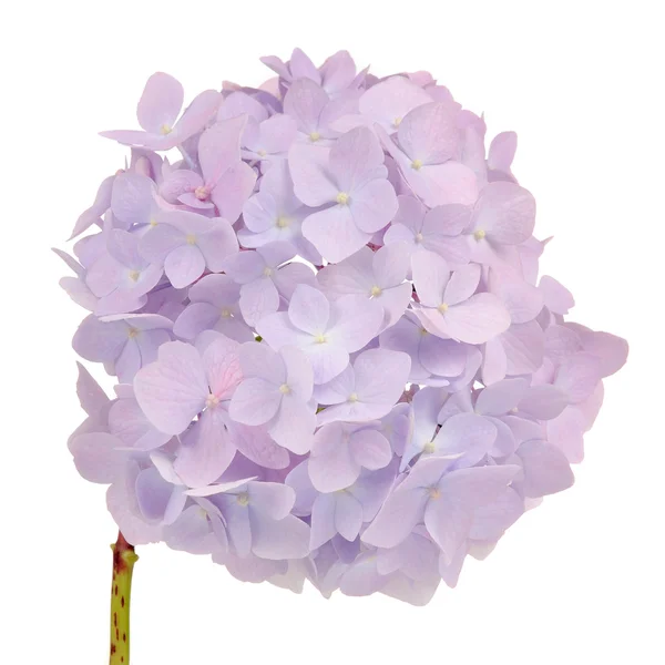 Bela luz roxa hortênsia flores no fundo branco — Fotografia de Stock