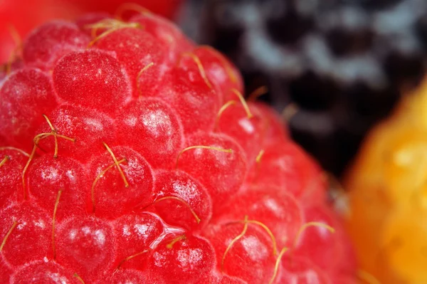 Rote, gelbe und schwarze Himbeere Makro — Stockfoto