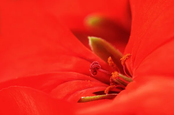 Red Pelargonium Hortorum or Geranium Flower Macro — Stock Photo, Image