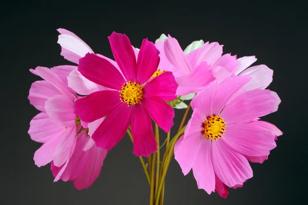 Veelkleurige tuin kosmos bloemen op donkere achtergrond — Stockfoto