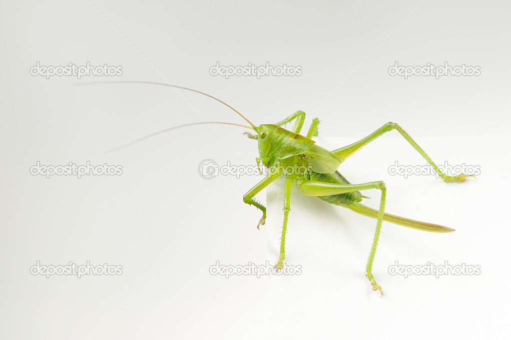 Green Grasshopper Close-Up on Sheet of Paper