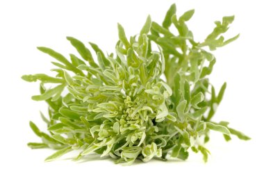 Wormwood Isolated on White Background clipart