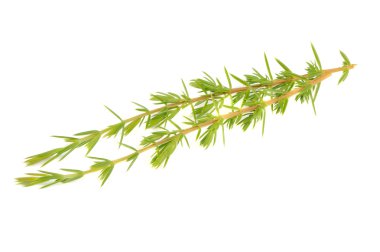 Beyaz arka plan üzerinde izole ardıç şubeleri