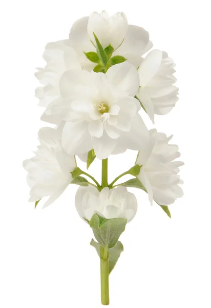 Ramo de flores de jasmim isolado no fundo branco — Fotografia de Stock