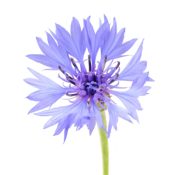 Azul Cornflower Close-Up em fundo branco — Fotografia de Stock