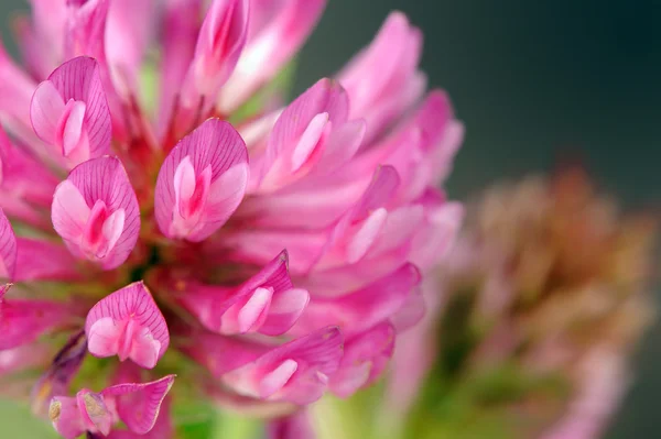 Rode klaver bloem macro — Stockfoto