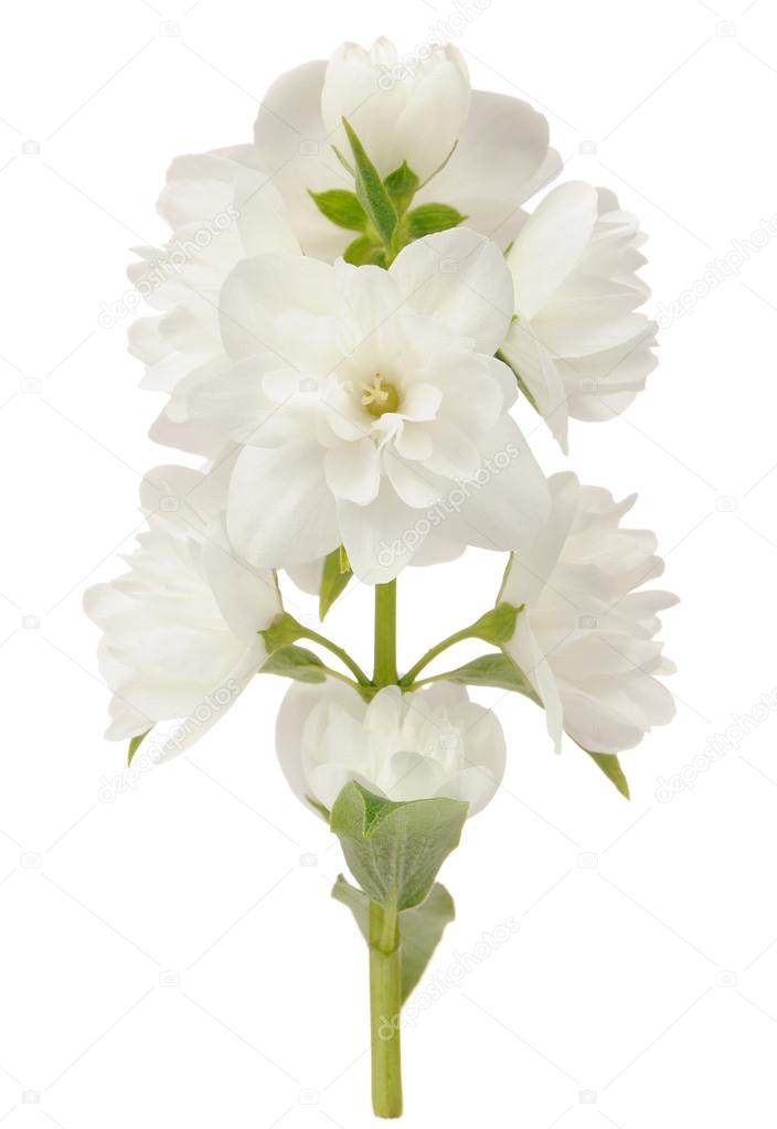 Branch of Jasmine Flowers Isolated on White Background
