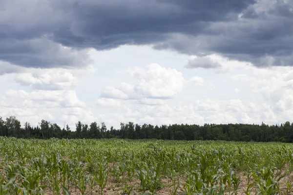 Grünes Maisfeld, blauer Himmel und Sonne an Sommertagen — Stockfoto