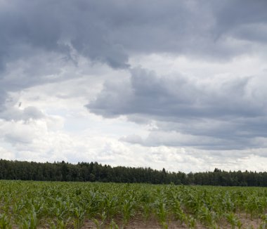 Fat sky over corn field clipart