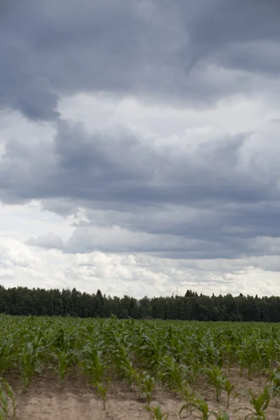 Cielo gordo sobre campo de maíz —  Fotos de Stock