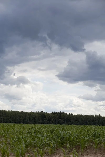 Fetthimmel über Maisfeld — Stockfoto