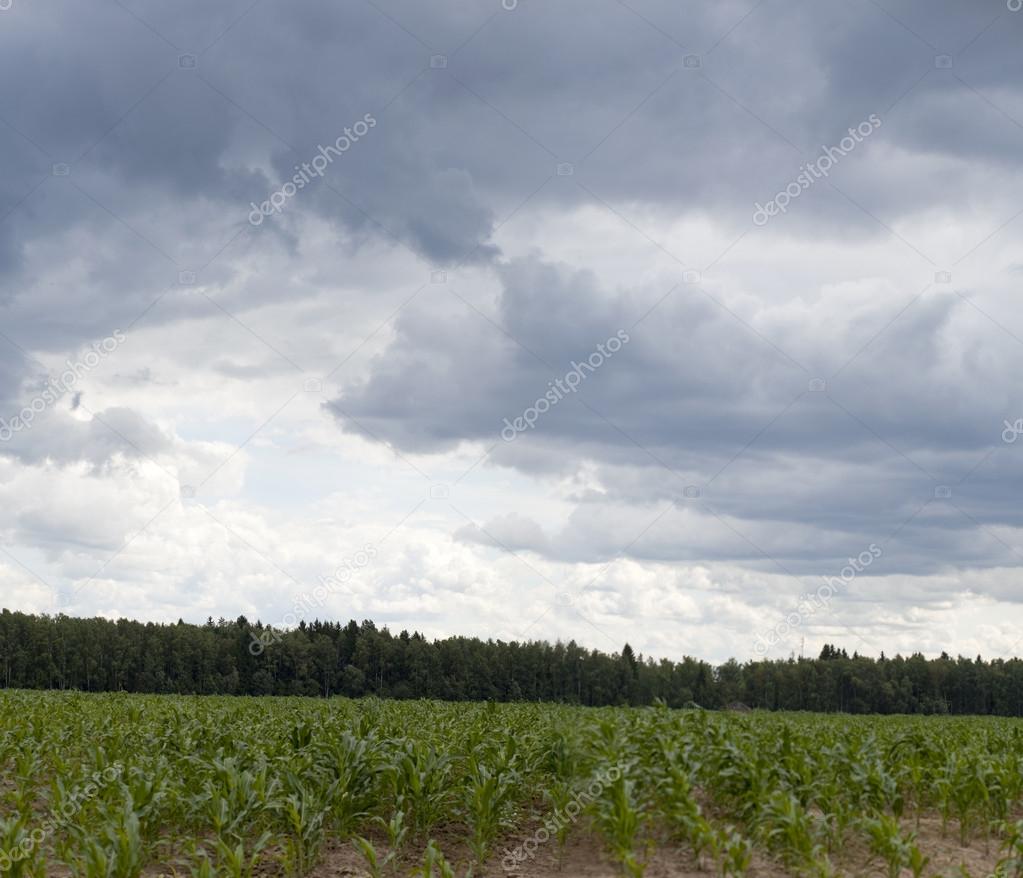 Fat sky over corn field