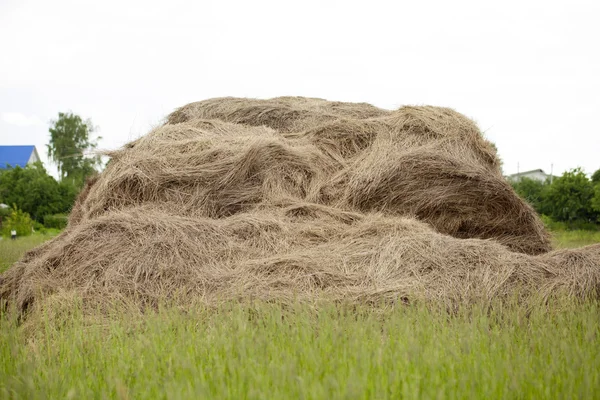 Photo of rolls of hay in the field — Stock Photo, Image