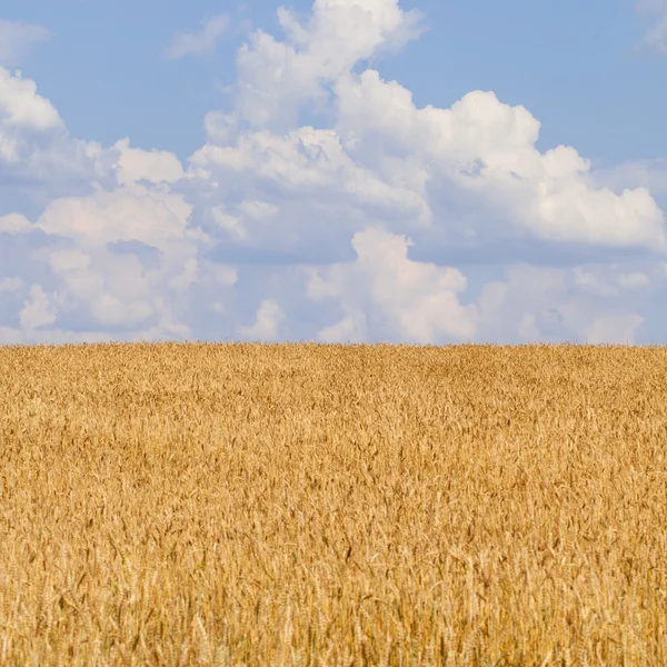 Tarweveld en blauwe lucht met wolken — Stockfoto