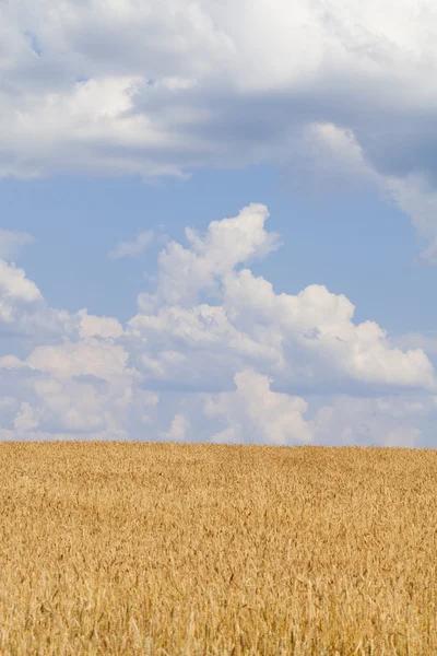 Búza mező és kék ég felhőkkel — Stock Fotó