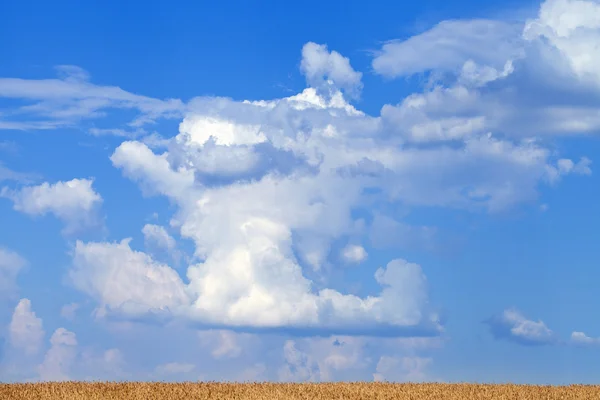 Πεδίο σιταριού και μπλε ουρανός με σύννεφα — Φωτογραφία Αρχείου
