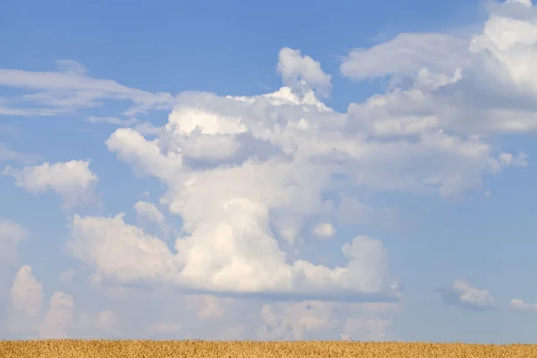 Wheat field and blue sky with clouds — Stock Photo, Image