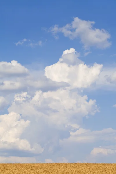 Tarweveld en blauwe lucht met wolken — Stockfoto