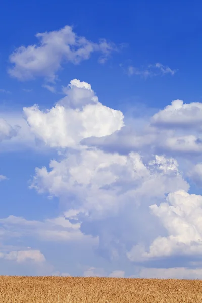 Campo di grano e cielo blu con nuvole — Foto Stock