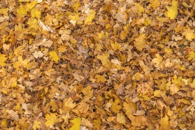 kuru sonbahar akçaağacı üst görünümü terk eder