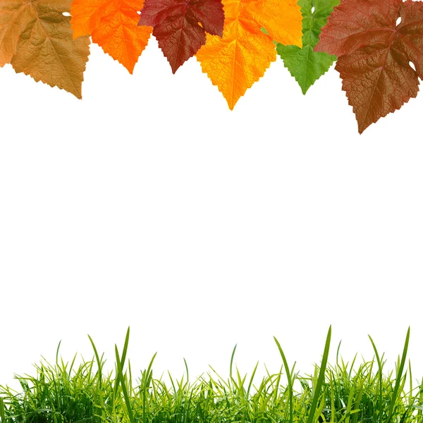 The colored leaves — Stock Photo, Image
